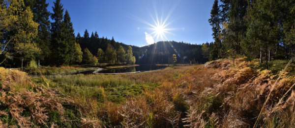 Natur im Schwarzwald